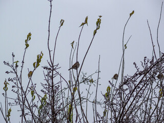 Obraz premium Sparrows on the branches