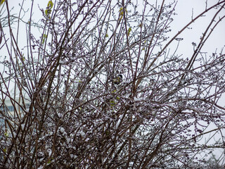 Titmouse in the bushes