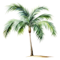 PNG Plant tree arecaceae outdoors.