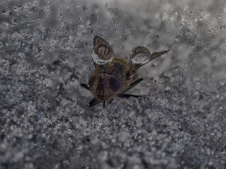 Wet fly on ice