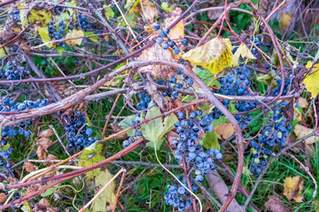 Wild edible grapes