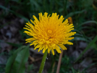 Yellow dandelion field