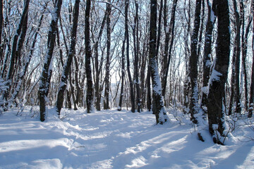 Snowbound deciduous forest with snow covered trees and empty trail among snowdrifts at sunny winter day. With no people beautiful wintry landscape.