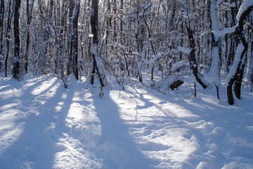 Snow covered deciduous forest with snowbound trees and empty track among snowbanks at sunny winter day. With no people beautiful wintry landscape.