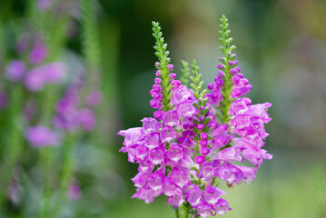 close up of a purple flower