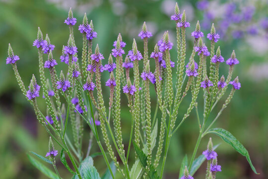 blue vervain flowers