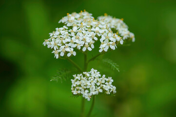 flowers in a meadow