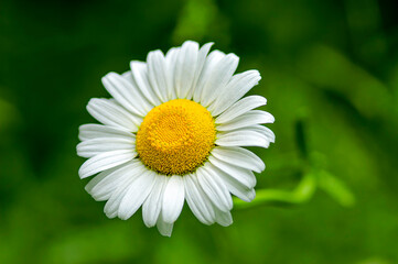 Obraz premium daisy flower closeup
