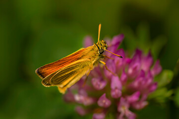 butterfly on a flower