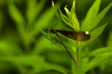 dragonfly on a green leaf