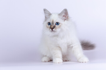 Sacred Birman kitten seal tabby point color, birma Cat isolated on a white background, studio photo