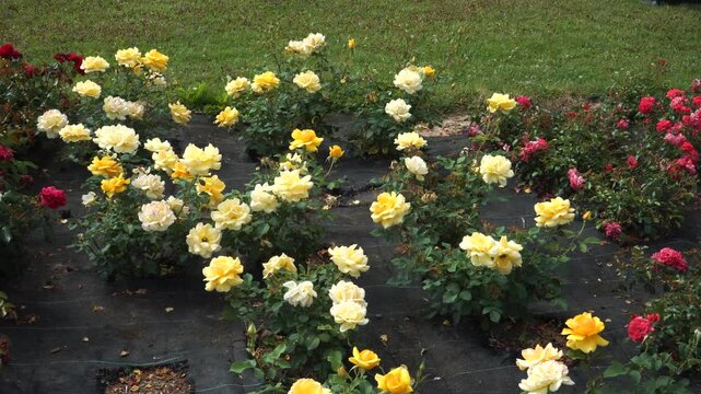 'Benita' is a stunning floribunda rose variety with profuse yellow blooms and a delightful fragrance. This rose variety is highly popular in landscaping. Its compact size makes it ideal for gardens.