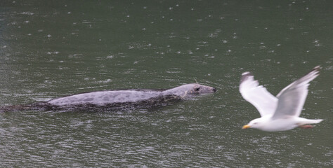 Fototapeta premium Harbour Seal and Seagull, Pittenweem, Scotland 