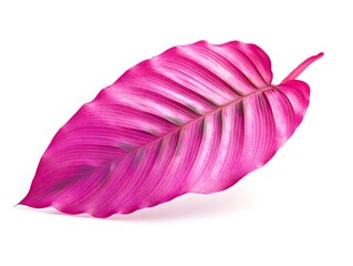 Pink Leaf on White Background