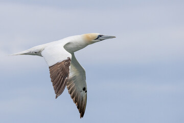 Naklejka premium Gannet in Flight