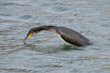 Cormorant Diving, Pittenweem, Scotland