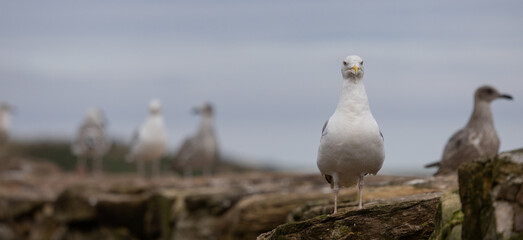 Seagulls Perching, Pittenweem Harbour, Scotland