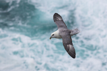 Fulmar in Flight, Orkney, Scotland