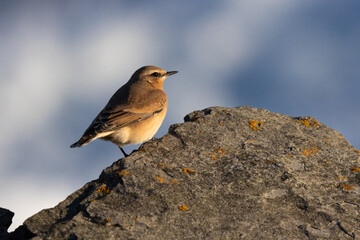 Wheatear on a Rock, Orkney, Scotland