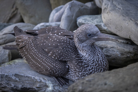 Juvenille Ganet, Orkney Scotland