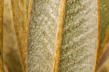 macro photography of frailejón leaf texture horizontally. The hairy membranes of the leaf and the...