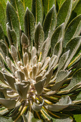 textured leaf pattern for wallpaper with ocher, green and vibrant colors for nature designs