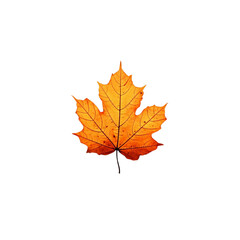 Fototapeta premium autumn maple leaf isolated on white background, transparent background