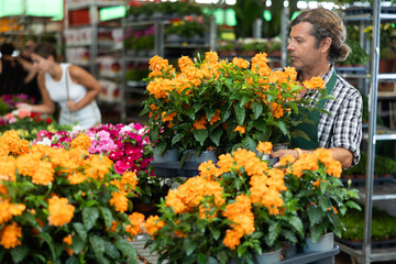Careful middle-aged salesman holding crossandra in flower-pots in plants market