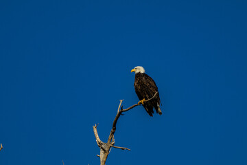 american bald eagle