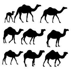 silhouette animal camel collection
