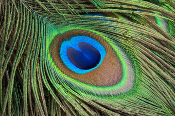 Naklejka premium Close-up of a single feather captured on Prison Island, Zanzibar, showing the intricate eye pattern with vibrant green, blue, and brown hues. The detailed image highlights the natural texture