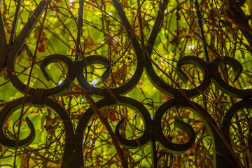 in the yard there is a metal lattice made to order by a blacksmith.