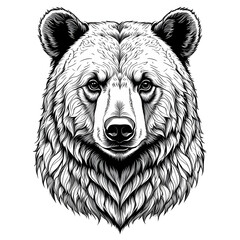 bear head vector