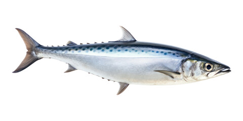 Fototapeta premium PNG Mackerel animal fish white background.