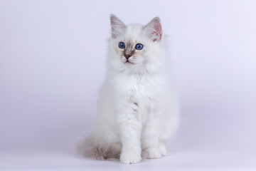 Sacred Birman kitten seal tabby point color, birma Cat isolated on a white background, studio photo