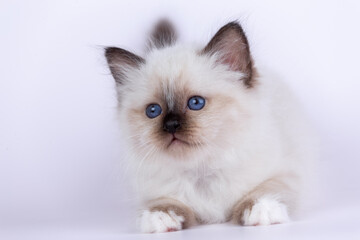Fototapeta premium Sacred Birman kitten shocolate point color, birma Cat isolated on a white background, studio photo.