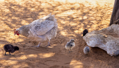 Tswana Chicken, african chicken hen with 1 one day baby chicks, feeding in the yard in the sand, no people