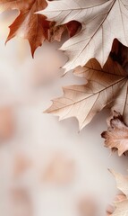 Autumn charm: Simple and elegant banner featuring fall leaves and ample copy space, creating a refined visual effect that celebrates the beauty of autumn with tasteful design.