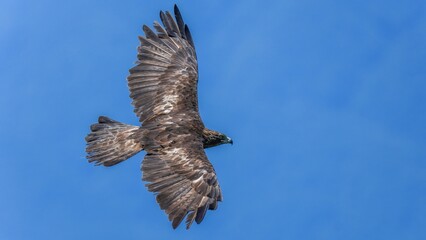 青空バックに悠然と飛ぶイヌワシ