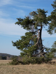An interesting tree.