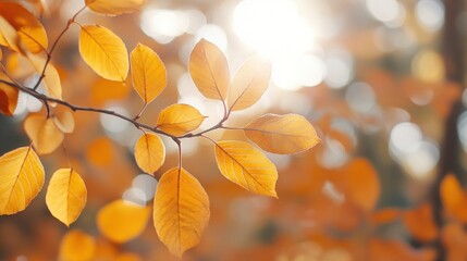 Obraz premium Autumn Leaves in the Sunlight