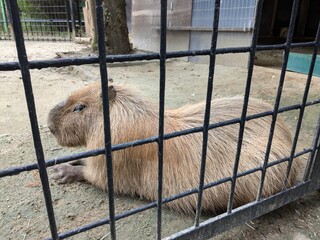 the popular cute animal "capybara"