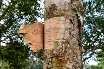 Birch tree shedding bark with trees in the background