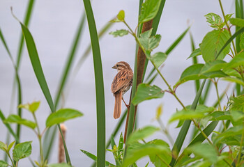A Song Sparrow Watching From the Grasses