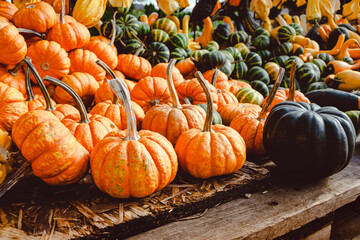 Variety of Colorful Pumpkins and Gourds Arranged on a Wooden Table for Autumn Display