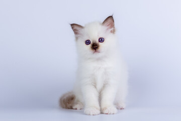 Sacred Birman kitten shocolate point color, birma Cat isolated on a white background, studio photo