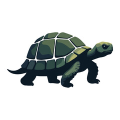 Turtle vector illustration isolated