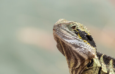 Eastern water dragon, isolated background.