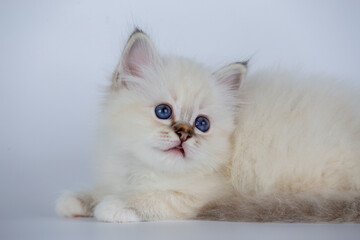 Sacred Birman kitten seal tabby point color, birma Cat isolated on a white background, studio photo