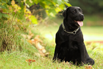 Adorable Labrador Retriever dog sitting on green grass outdoors. Space for text